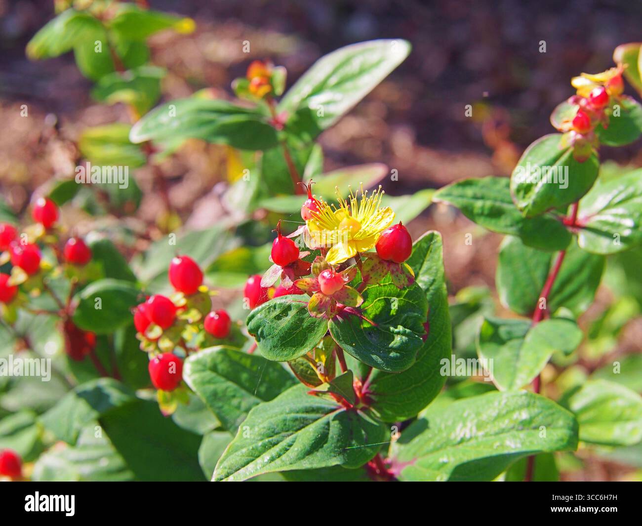 Hypericum × inodorum « Kolmaref » – arbuste ornemental avec des fleurs d’été jaune vif et des baies rouges décoratives en automne, variété compacte pour le jardin. Banque D'Images