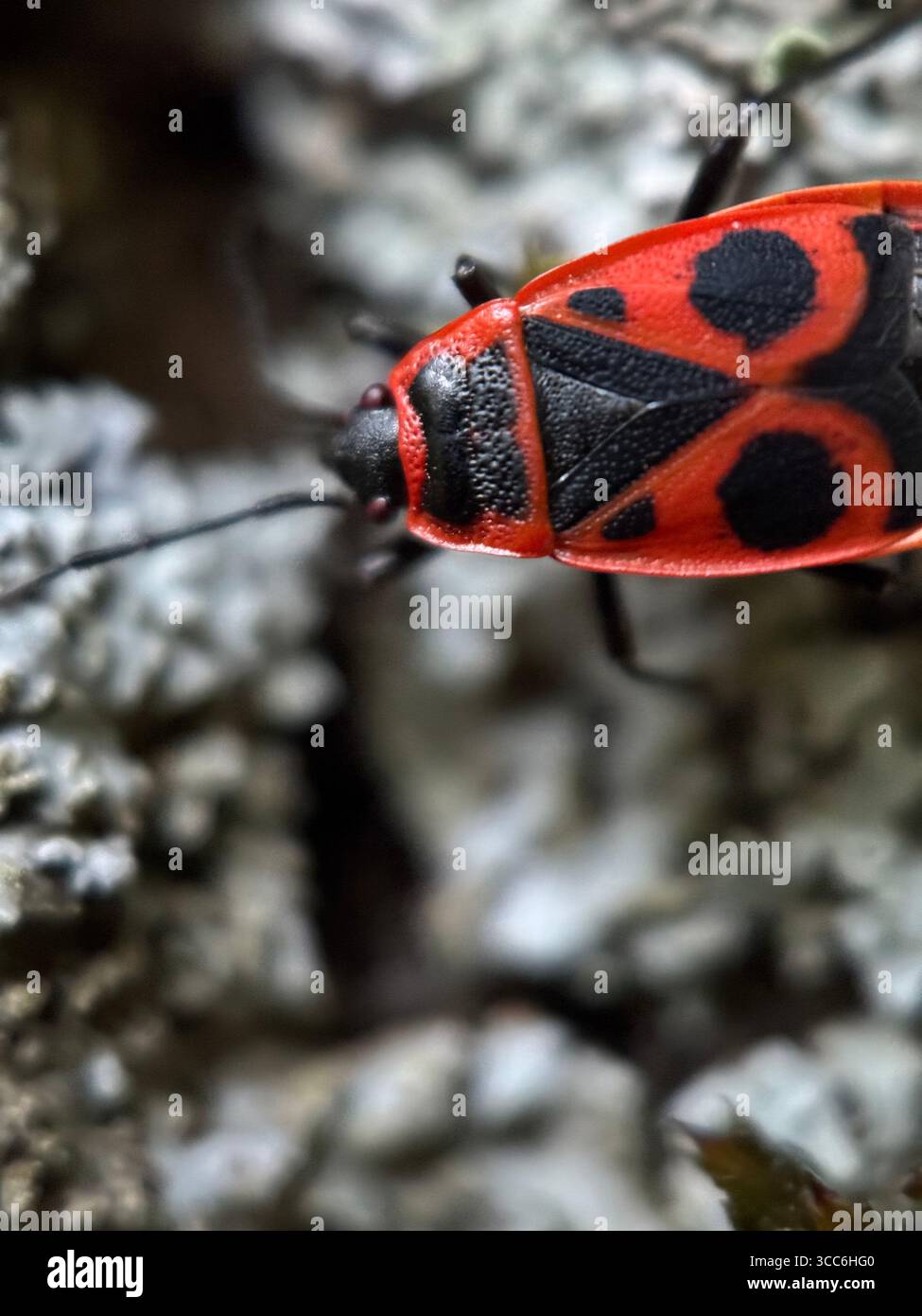 Un gros plan d'une bug rouge. Macrophotographie animalière Banque D'Images