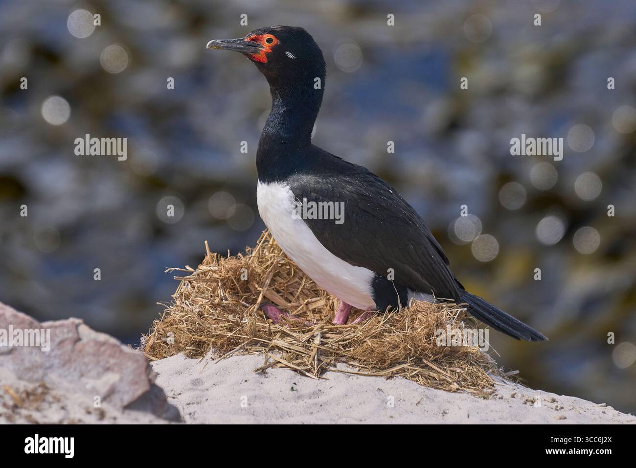 Le cerf de roche (Phalacrocorax magellanicus) nichant sur les falaises de l'île Carre dans les îles Falkland Banque D'Images