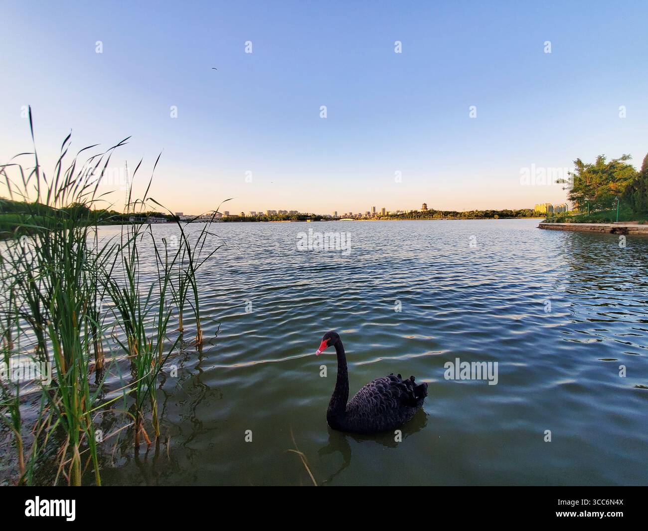 Black Swan au coucher de soleil sur le lac urbain, Dongying City Park, Shandong, Chine Banque D'Images