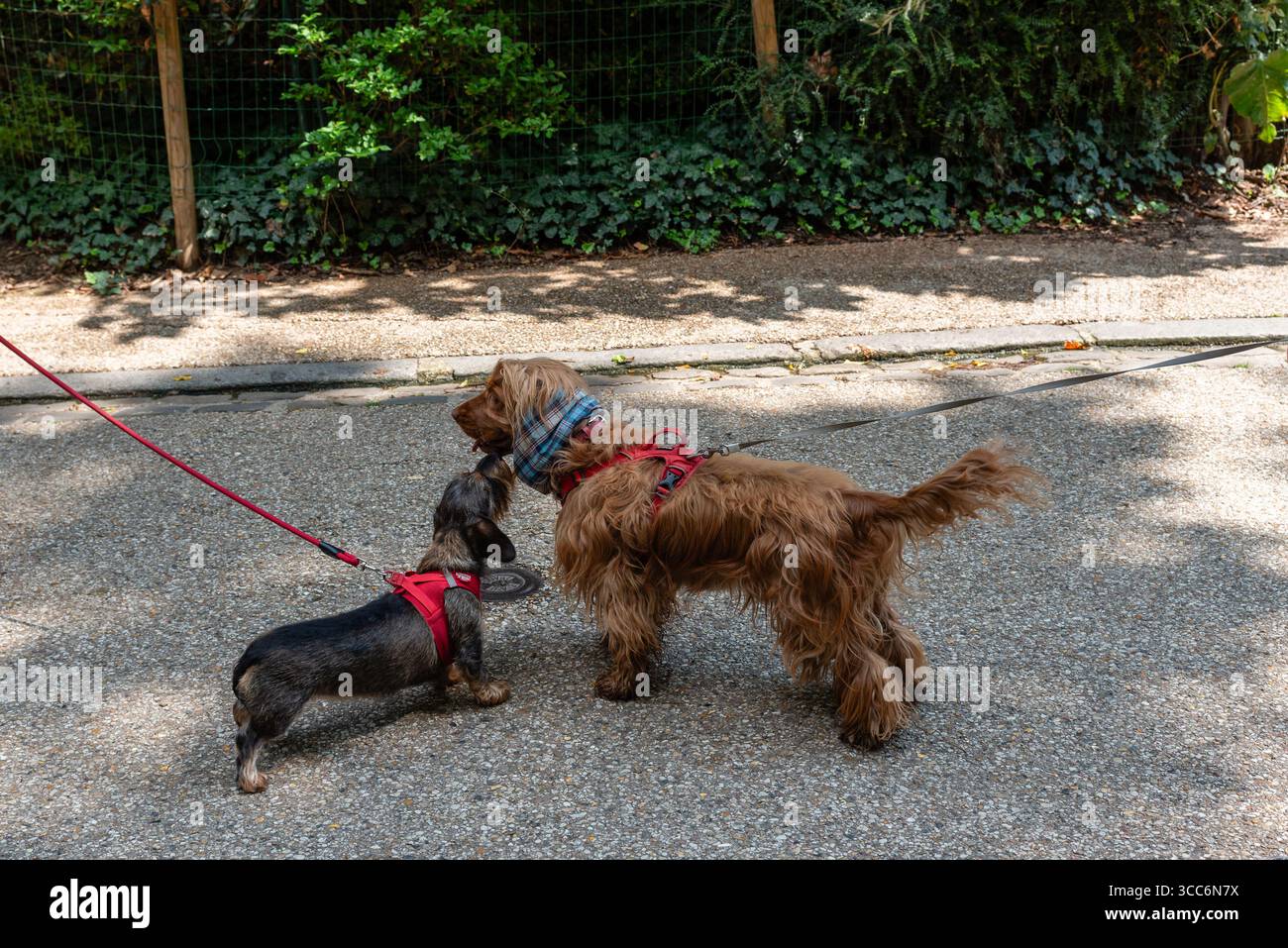 Deux chiens mignons qui se saluent lors d’une promenade quotidienne dans le parc des Buttes-Chaumont dans le 19ème arrondissement de Paris Banque D'Images
