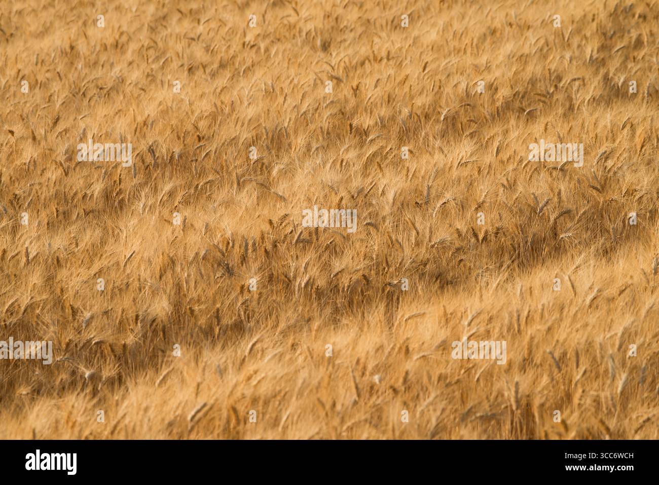 Champ de blé, France Banque D'Images