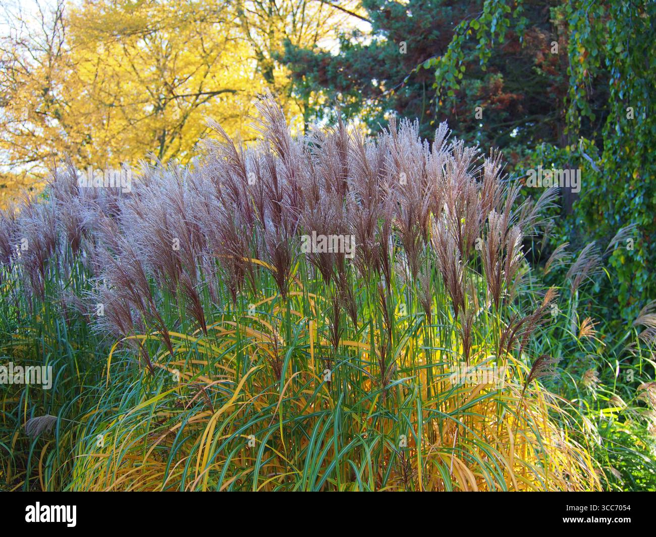 Miscanthus sinensis 'Malepartus' herbe ornementale en automne, avec de hauts panaches plumeux et un feuillage doré, se balançant gracieusement dans la chaleur du soleil d'octobre Banque D'Images
