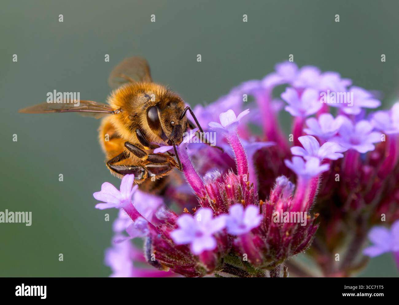 Un ouvrier Honeybee, (genre Apis), obtenant nectar et pollenating, une fleur de verveine Banque D'Images