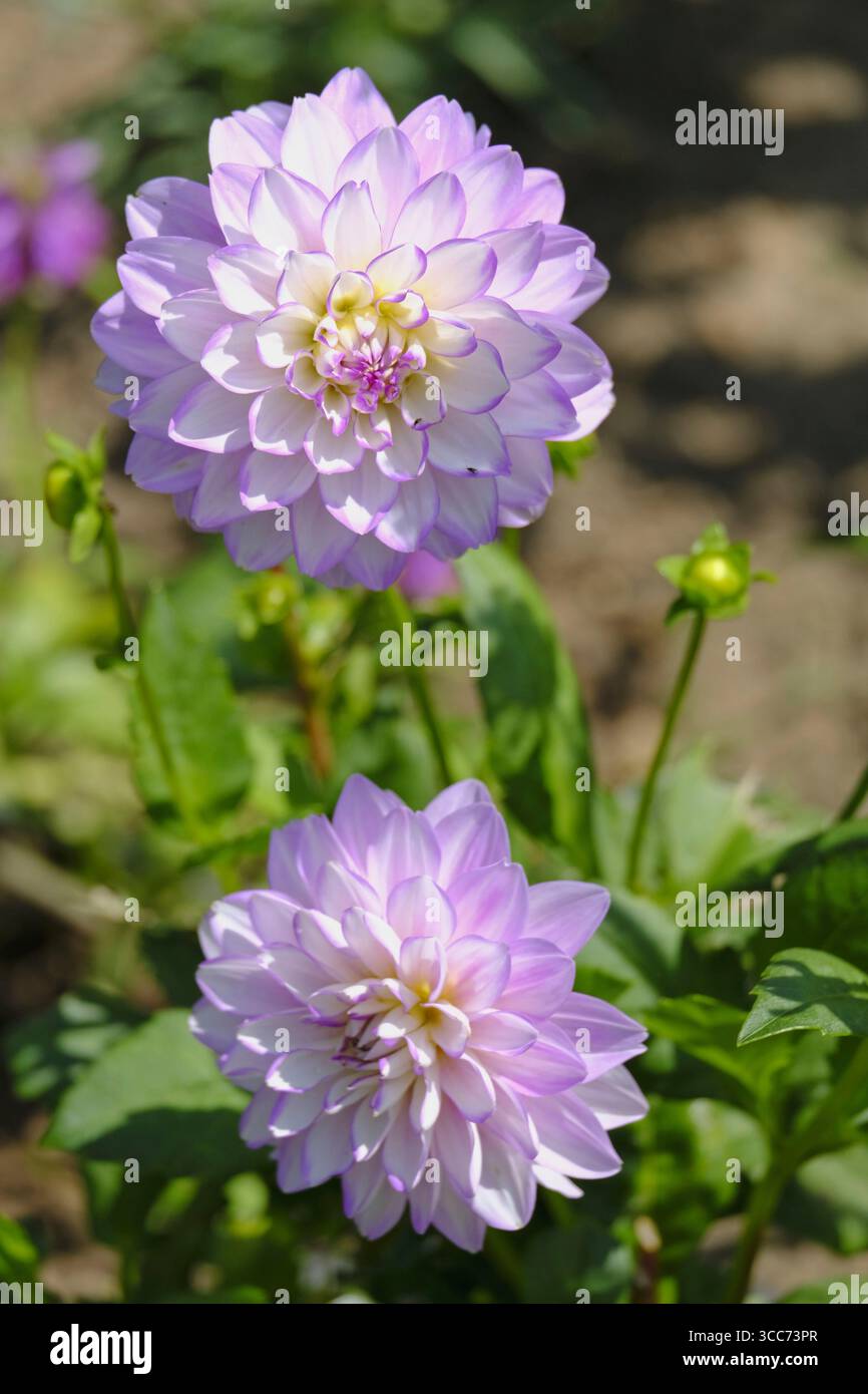 Gros plan d’une fleur de Dahlia « Blue Wish » en pleine floraison, présentant de délicats pétales de lavande et blancs avec un centre jaune doux, dans un jardin d’été Banque D'Images