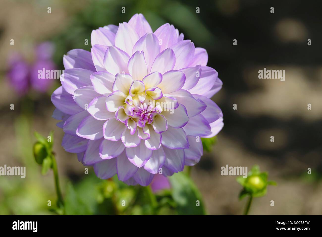 Gros plan d’une fleur de Dahlia « Blue Wish » en pleine floraison, présentant de délicats pétales de lavande et blancs avec un centre jaune doux, dans un jardin d’été Banque D'Images