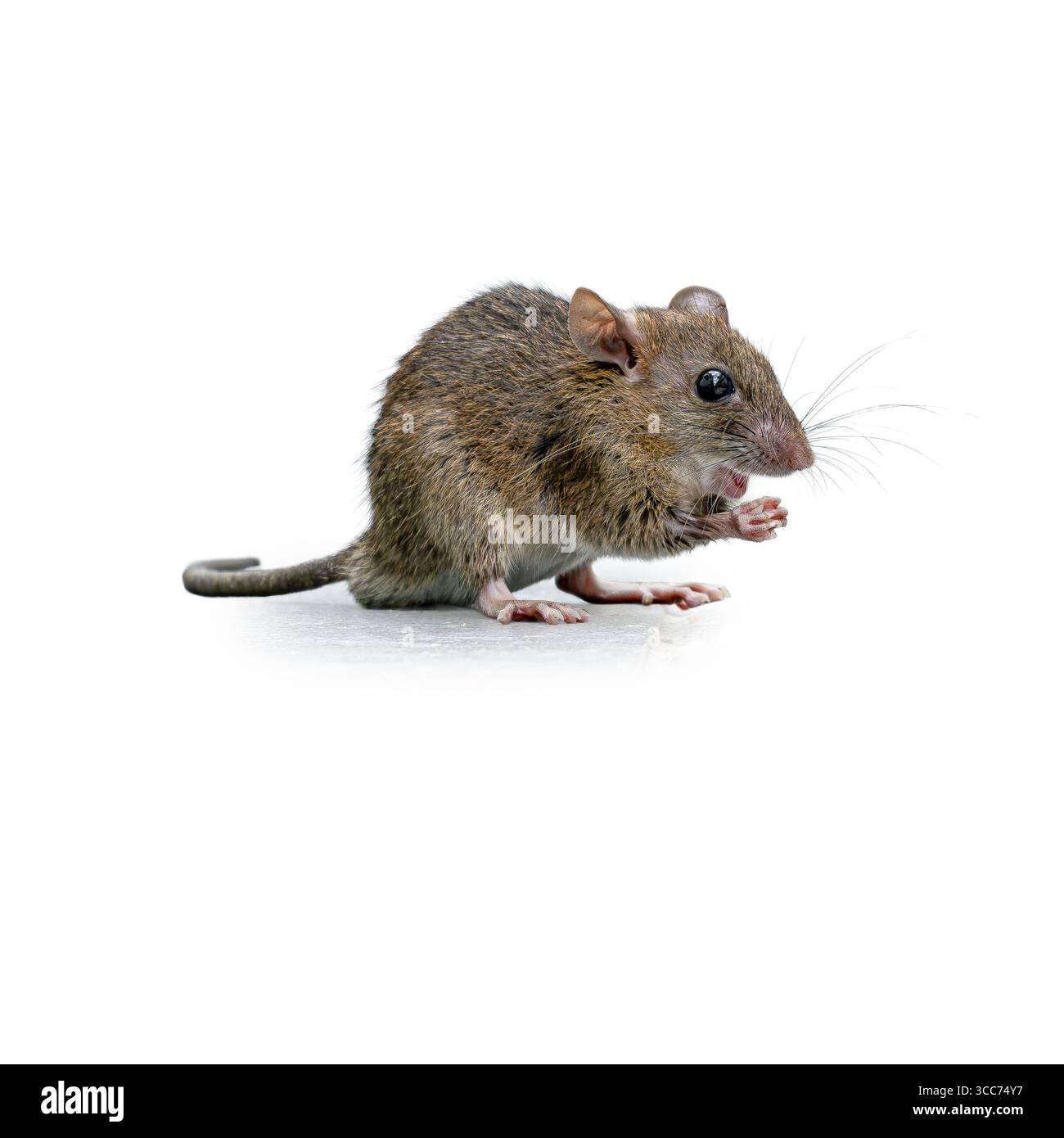 Une petite souris brune de maison avec de grands yeux noirs et de longues moustaches est assise sur une surface blanche, tenant de la nourriture dans ses petites pattes, capturées en vue rapprochée Banque D'Images
