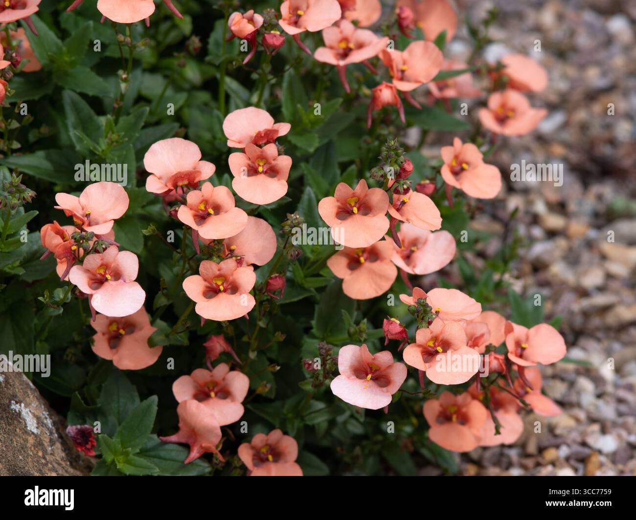 Diascia barberae 'Blackthorn Apricot' Banque D'Images Diascia barberae 'Blackthorn Apricot' Banque D'Images