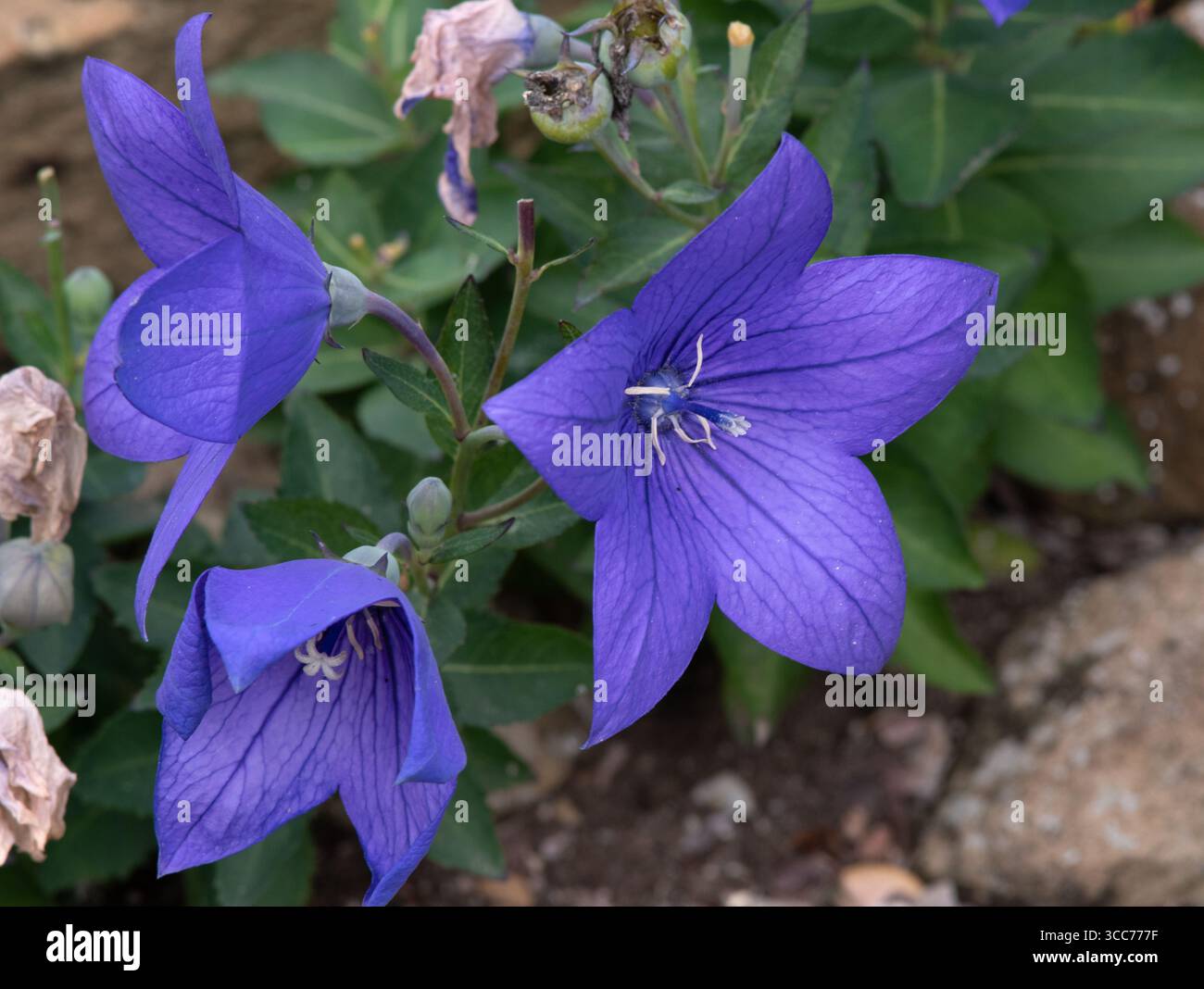 Platycodon, Balloon Flower Banque D'Images Platycodon, Balloon Flower Banque D'Images