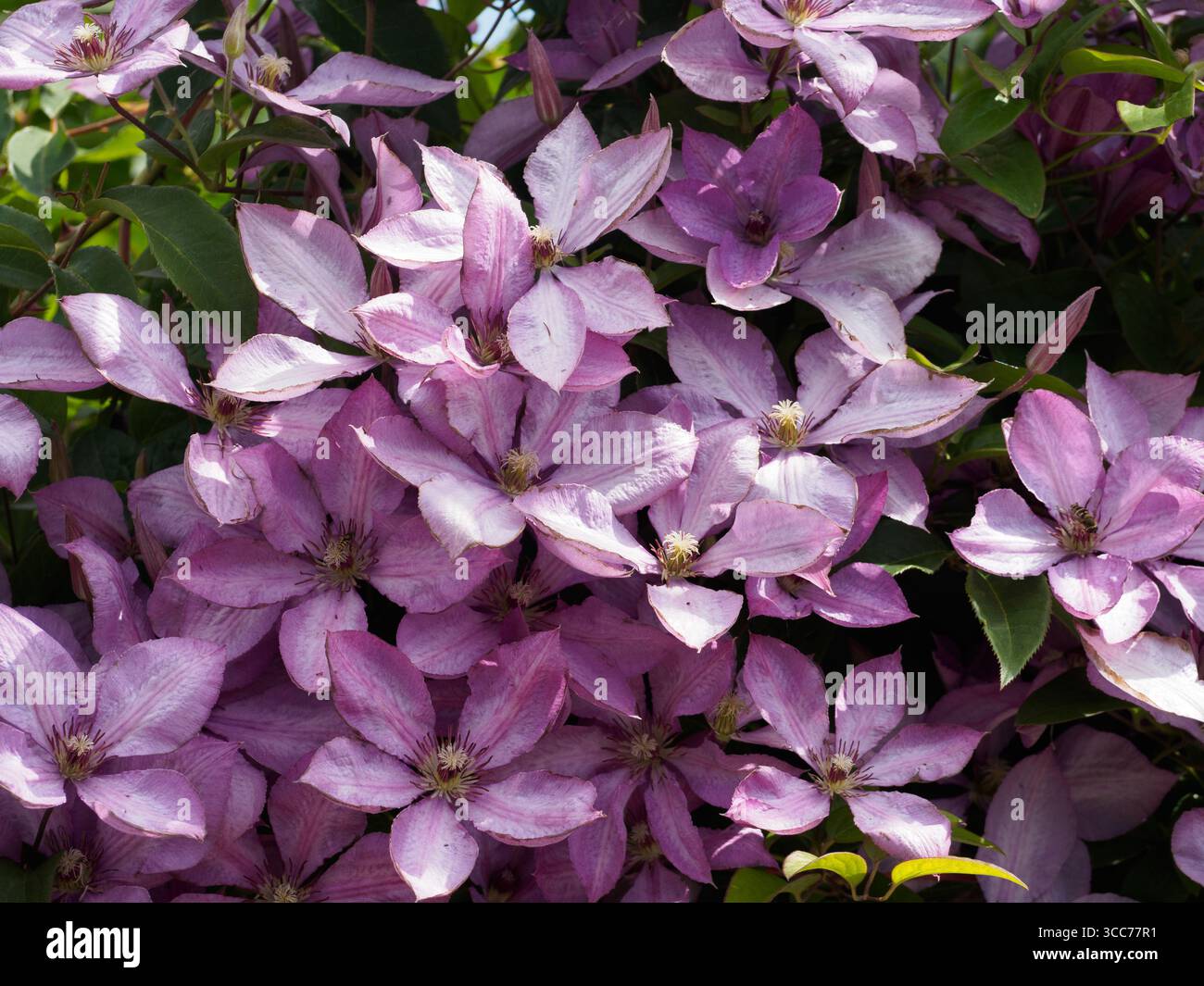 Clematis Margaret Hunt Banque D'Images Clematis Margaret Hunt Banque D'Images
