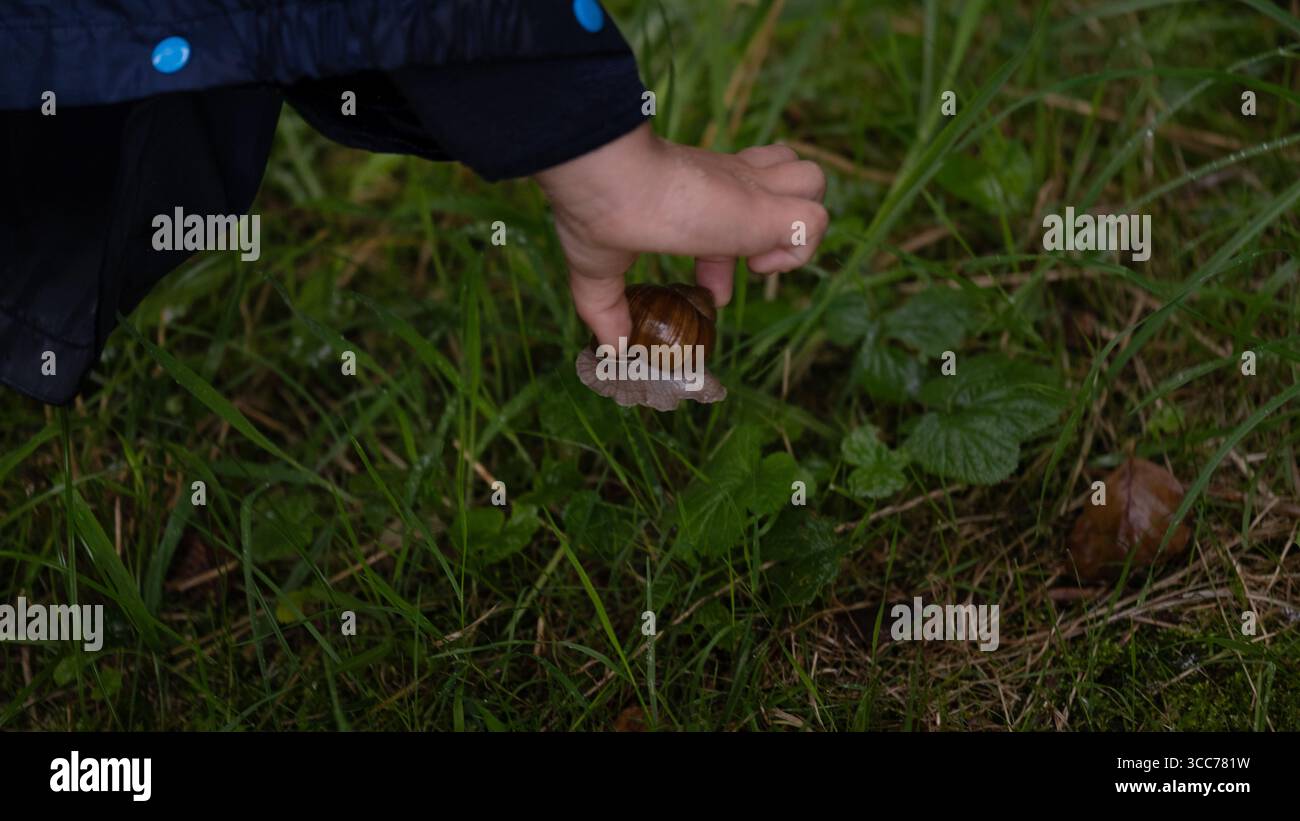 Vue rapprochée de la main d un enfant tenant doucement un escargot brun au-dessus de l herbe verte humide après la pluie. Parfait pour illustrer l'exploration de la nature, Outdoo Banque D'Images