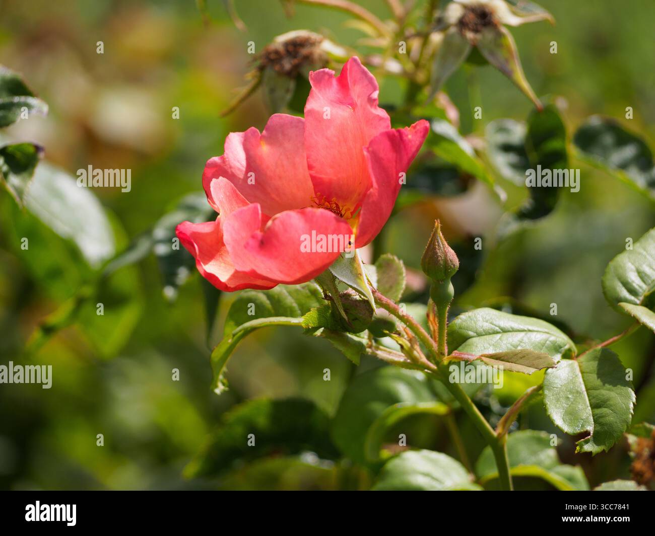 Rose Morning Mist Banque D'Images