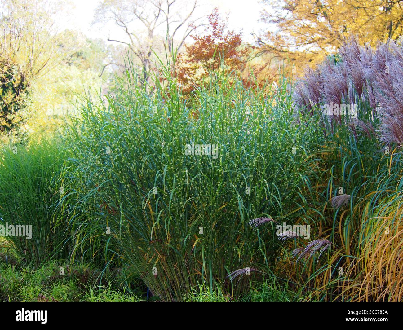 Herbe ornementale Miscanthus sinensis « Zebrinus » avec des bandes jaunes horizontales distinctives sur les feuilles vertes, feuillage panaché saisissant Banque D'Images