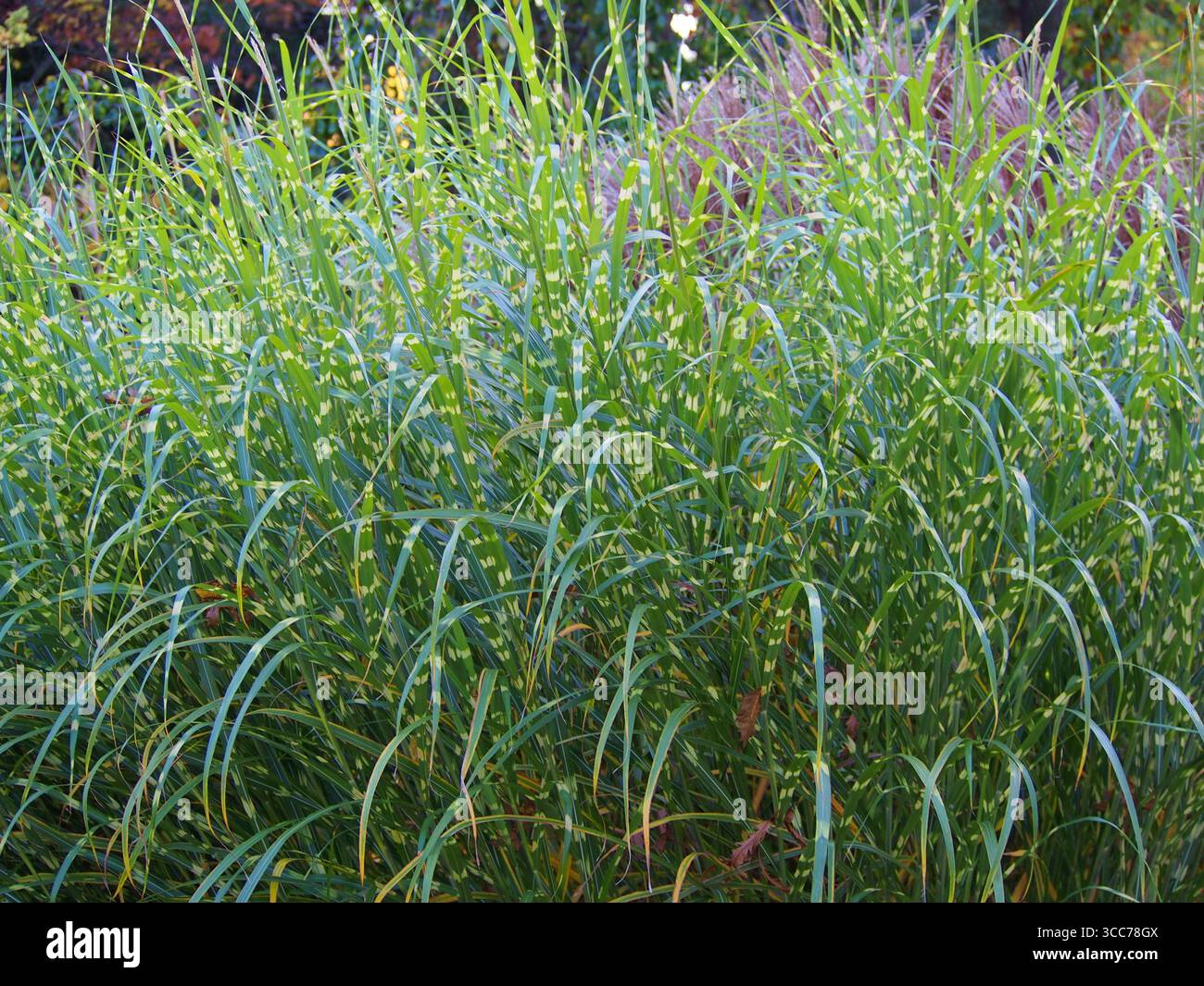Herbe ornementale Miscanthus sinensis « Zebrinus » avec des bandes jaunes horizontales distinctives sur les feuilles vertes, feuillage panaché saisissant Banque D'Images