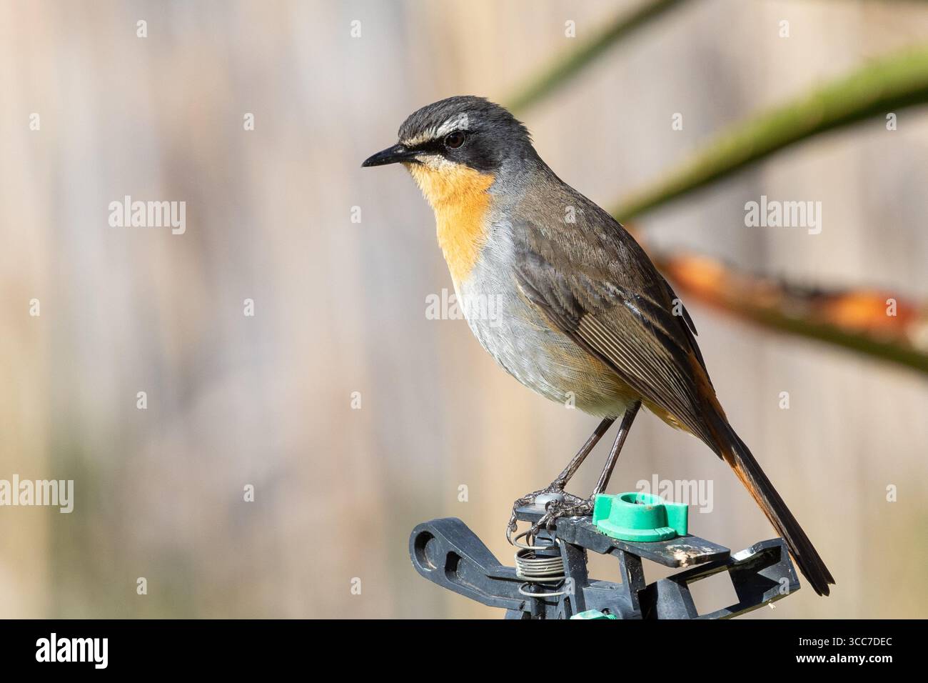 Mâle adulte Cape Robin-chat ou Cape Robin (Cossypha caffra) perché sur jardin réseau sprinkleur Western Cape, Afrique du Sud en hiver Banque D'Images