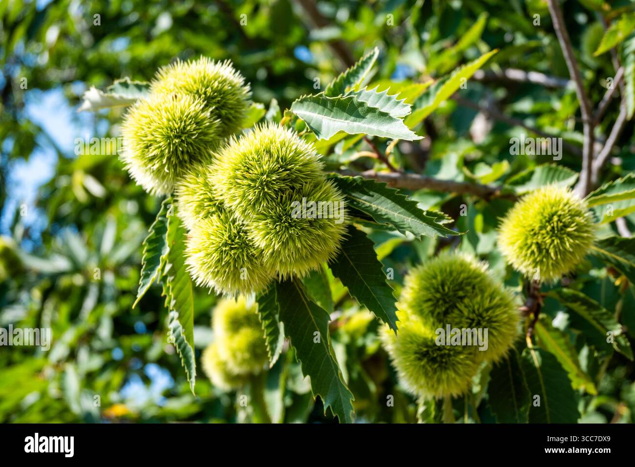 Bavures de châtaignier vert parmi les branches et les feuilles sur l'arbre en été, vue rapprochée. Banque D'Images