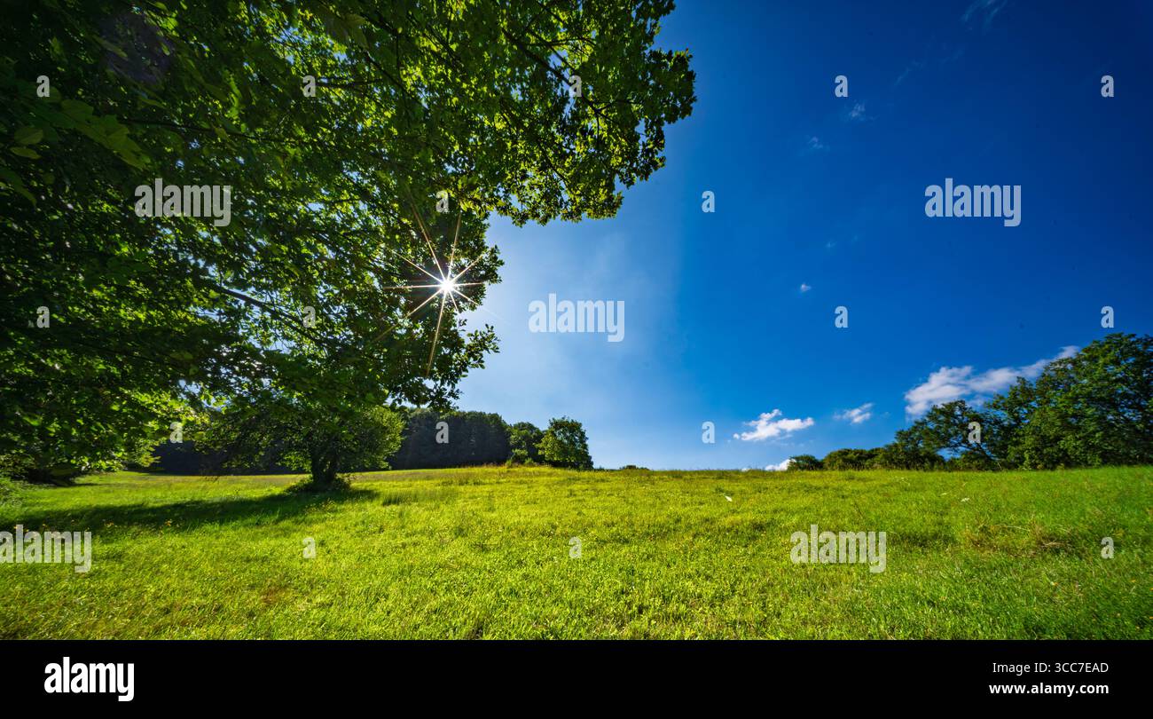Prairie d'été ensoleillée avec de l'herbe verte et le ciel bleu dans le paysage rural Banque D'Images