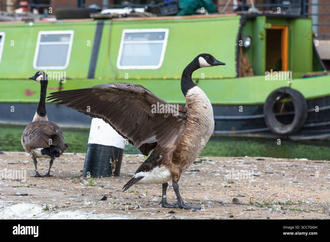 Oie du Canada (Branta canadensis) déployant ses ailes, canal de la vallée de la Lea, Londres, Angleterre. Faune urbaine. Banque D'Images
