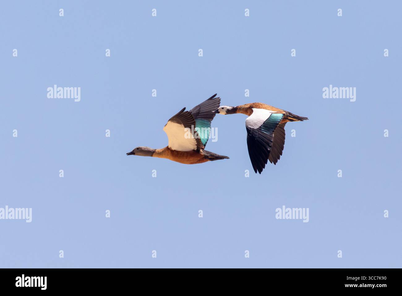 Bercanard sud-africain, bercanard du Cap (Tadorna cana) reproducteur en vol, en vol Banque D'Images