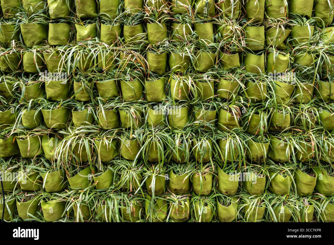 Fond de jardin mural vertical avec des rangées de plantes d'araignée dans des jardinières de poche en tissu vert, affichage vert texturé et en couches. Banque D'Images
