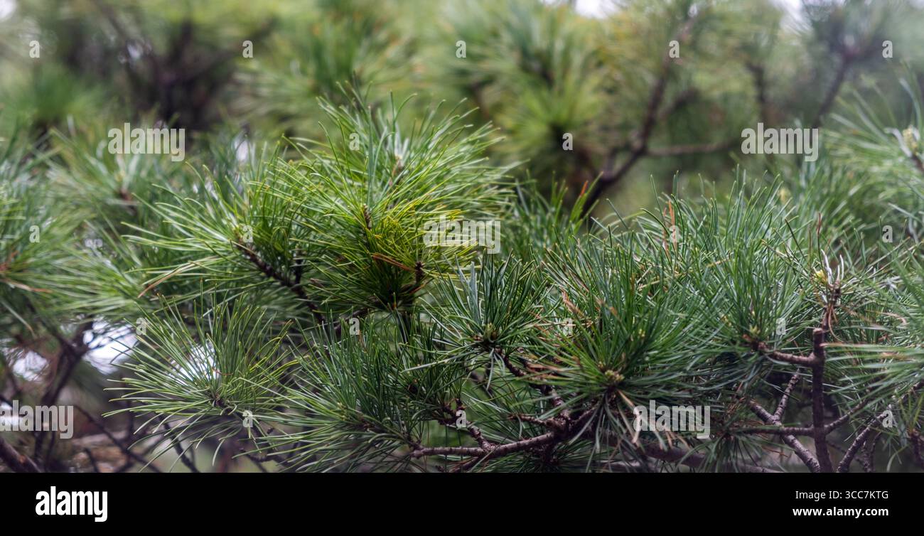 PIN noir japonais Pinus thunbergii, conifère à feuilles persistantes originaire d'Asie, fond d'aiguilles vert foncé, gros plan. Banque D'Images