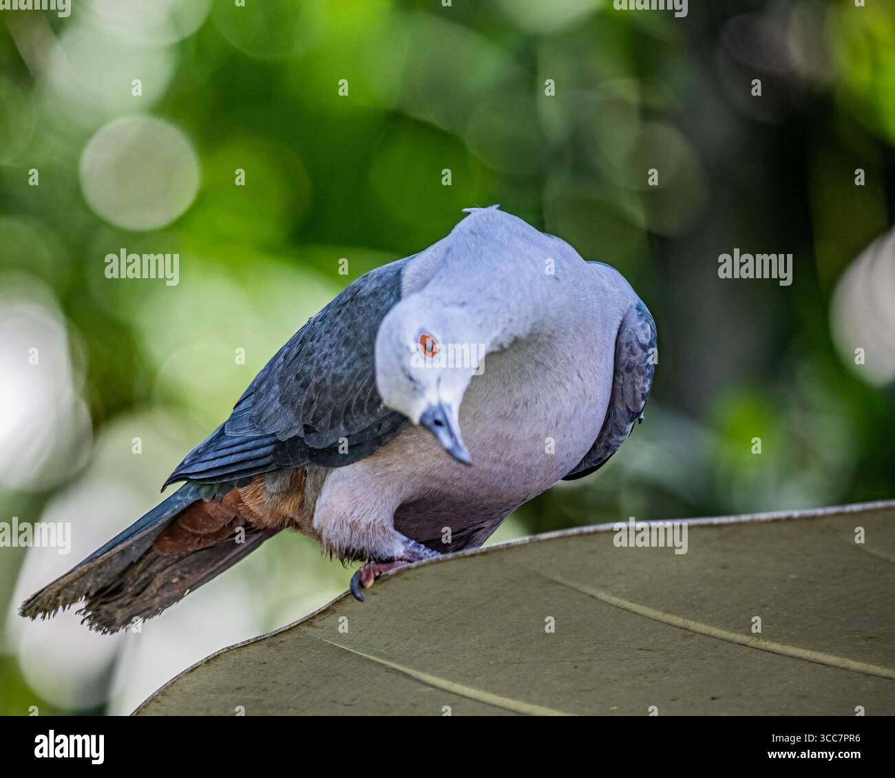 Un pigeon impérial regardant vers le bas Banque D'Images