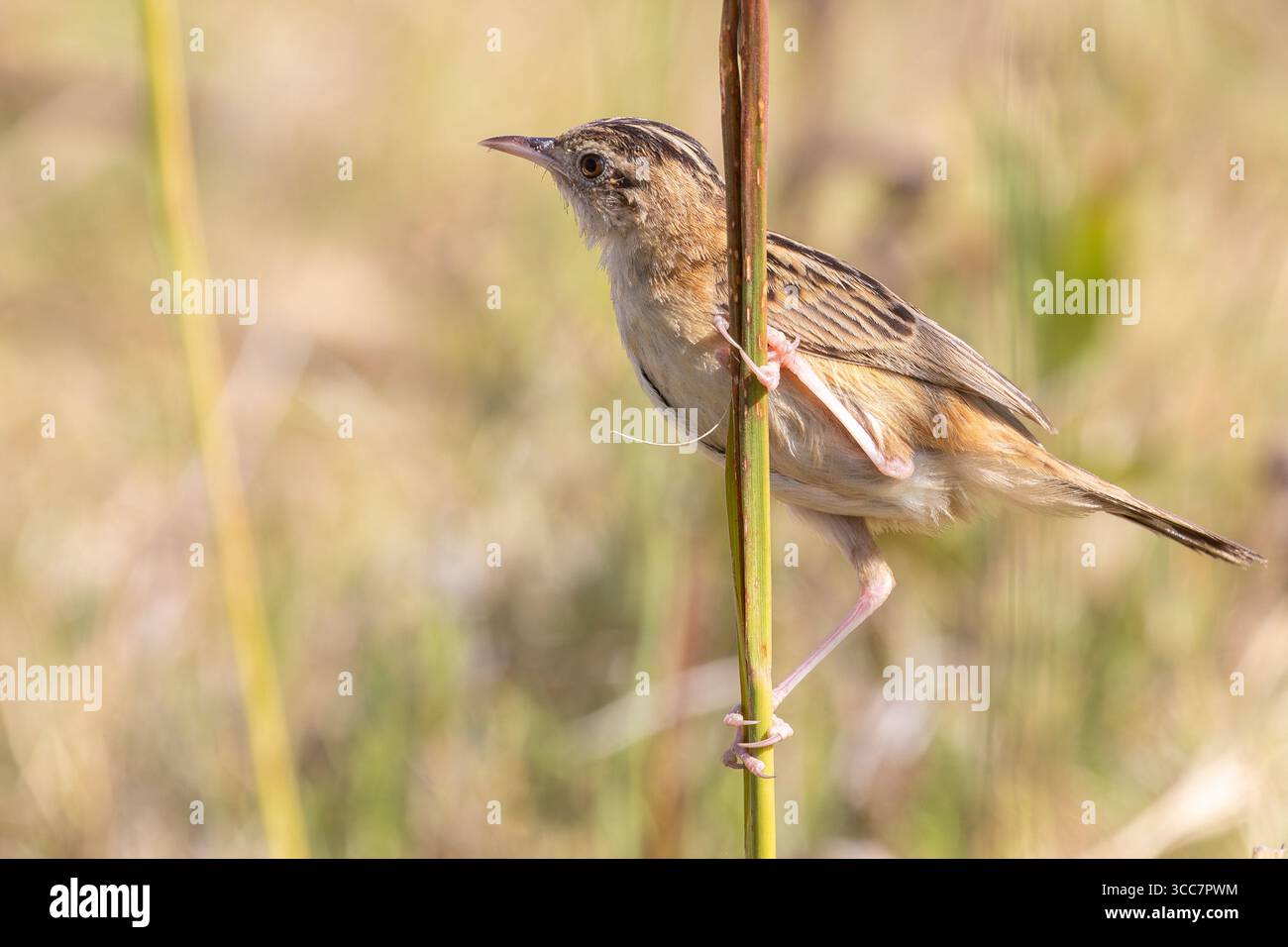 Zitting Cisticola (Cisticola juncidis)) ou Paruline fantôme striée dans les prairies, Pretoriuskop, parc national Kruger, Afrique du Sud Banque D'Images