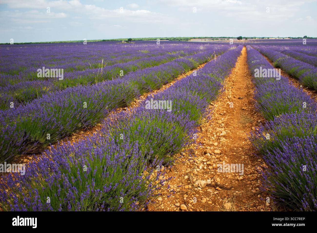 Campos de lavanda de Brihuega Banque D'Images