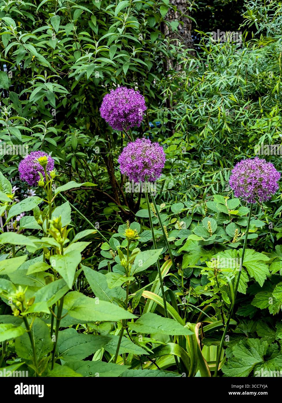 Allium géant, Allium gigantisme, Banque D'Images