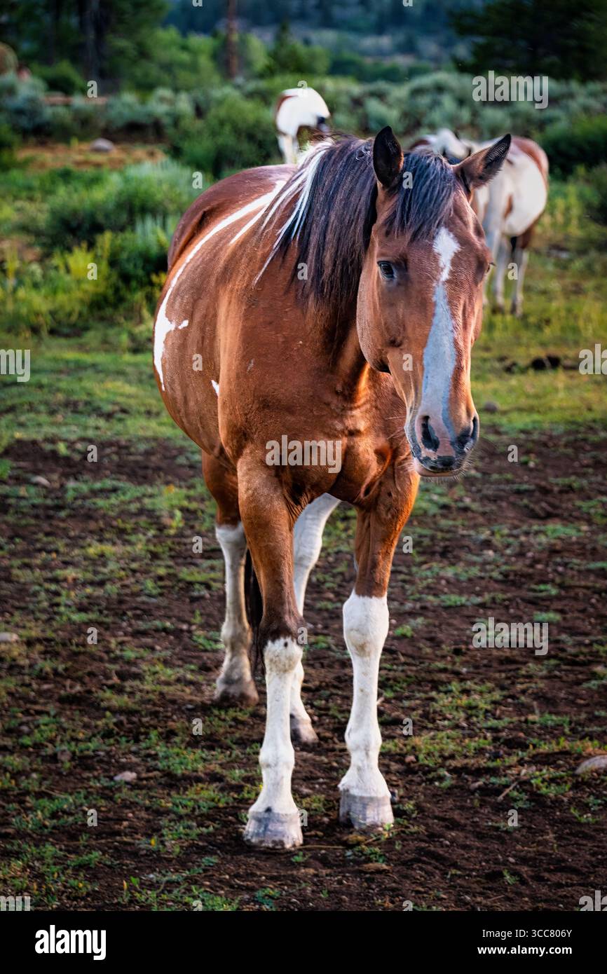 Un cheval de châtaignier et de peinture blanche s'approche, sa tête s'abaisse légèrement alors qu'il marche doucement à travers le pâturage. Banque D'Images