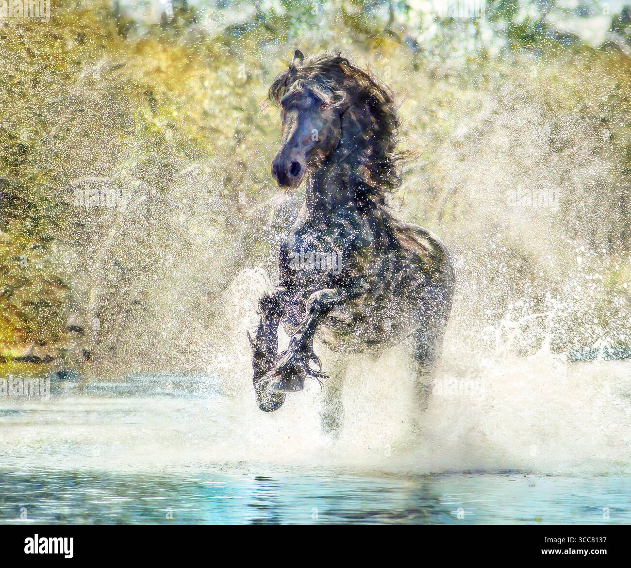 Étalon de cheval frison mâle adulte courant dans l'eau peu profonde.. Photo numérique stylisée Banque D'Images