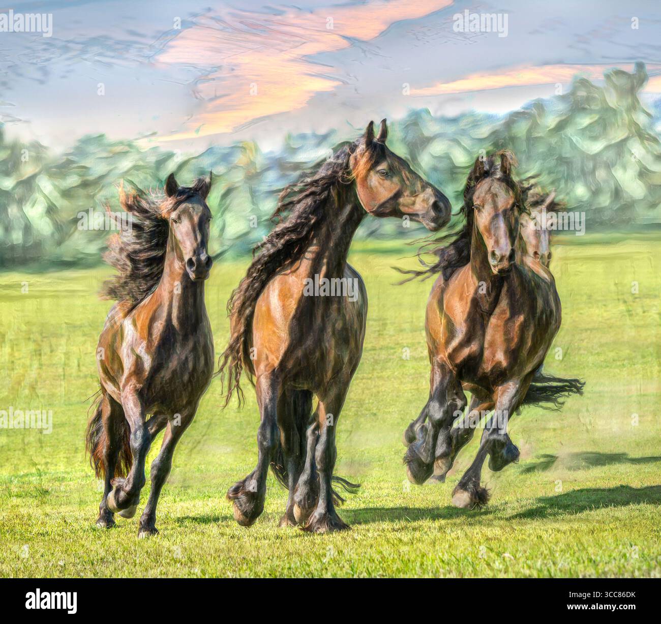 Troupeau de chevaux hollandais frisiens courant vers nous dans les pâturages verts ouverts. Photo numérique stylisée Banque D'Images