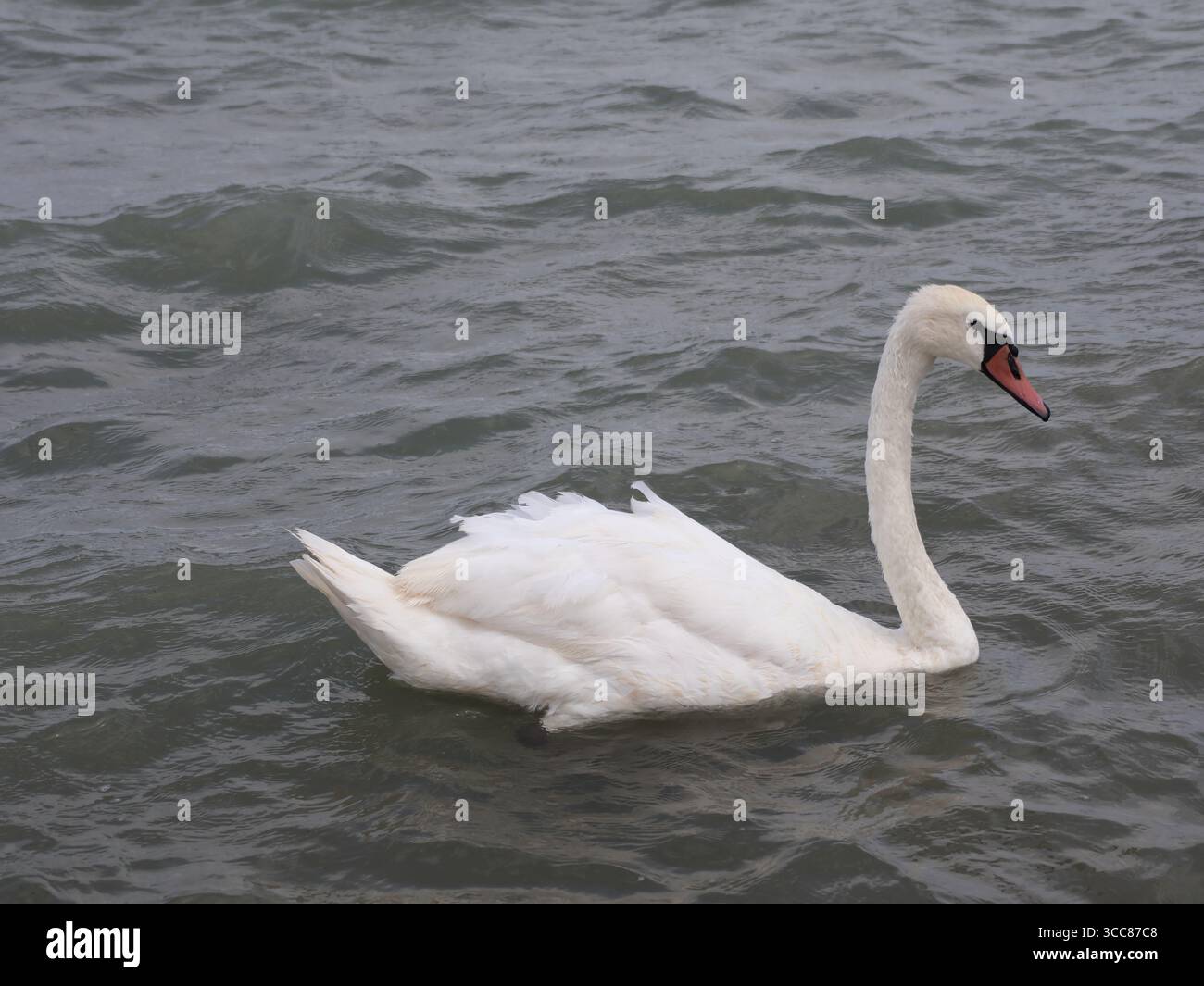 Un doux cygne sur le lac Balaton, Hongrie. Banque D'Images