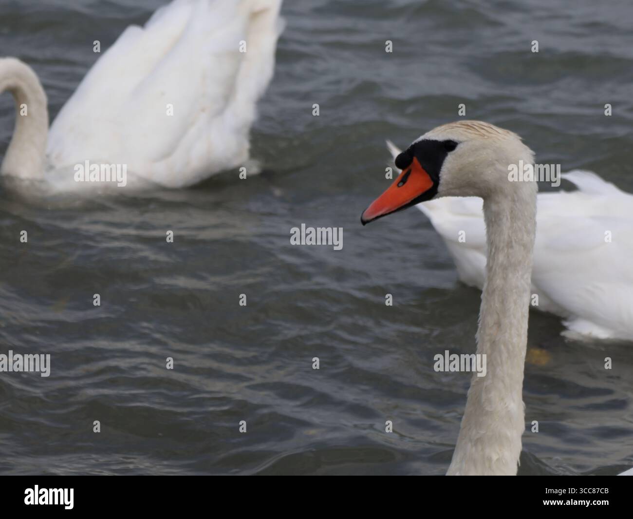 Un doux cygne sur le lac Balaton, Hongrie. Banque D'Images