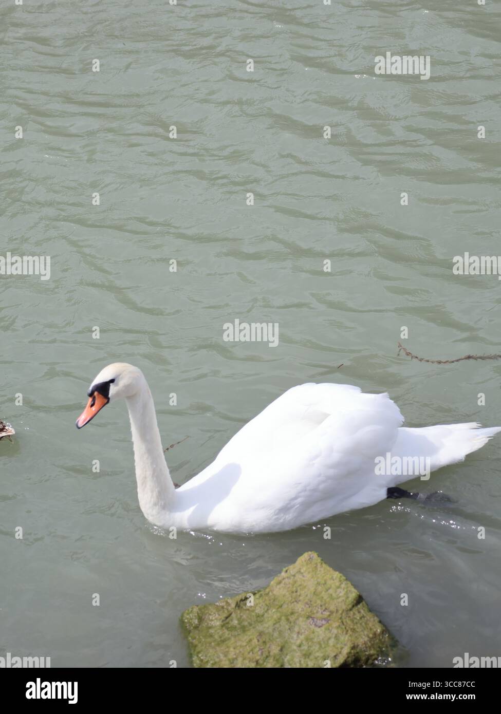 Un doux cygne sur le lac Balaton, Hongrie. Banque D'Images