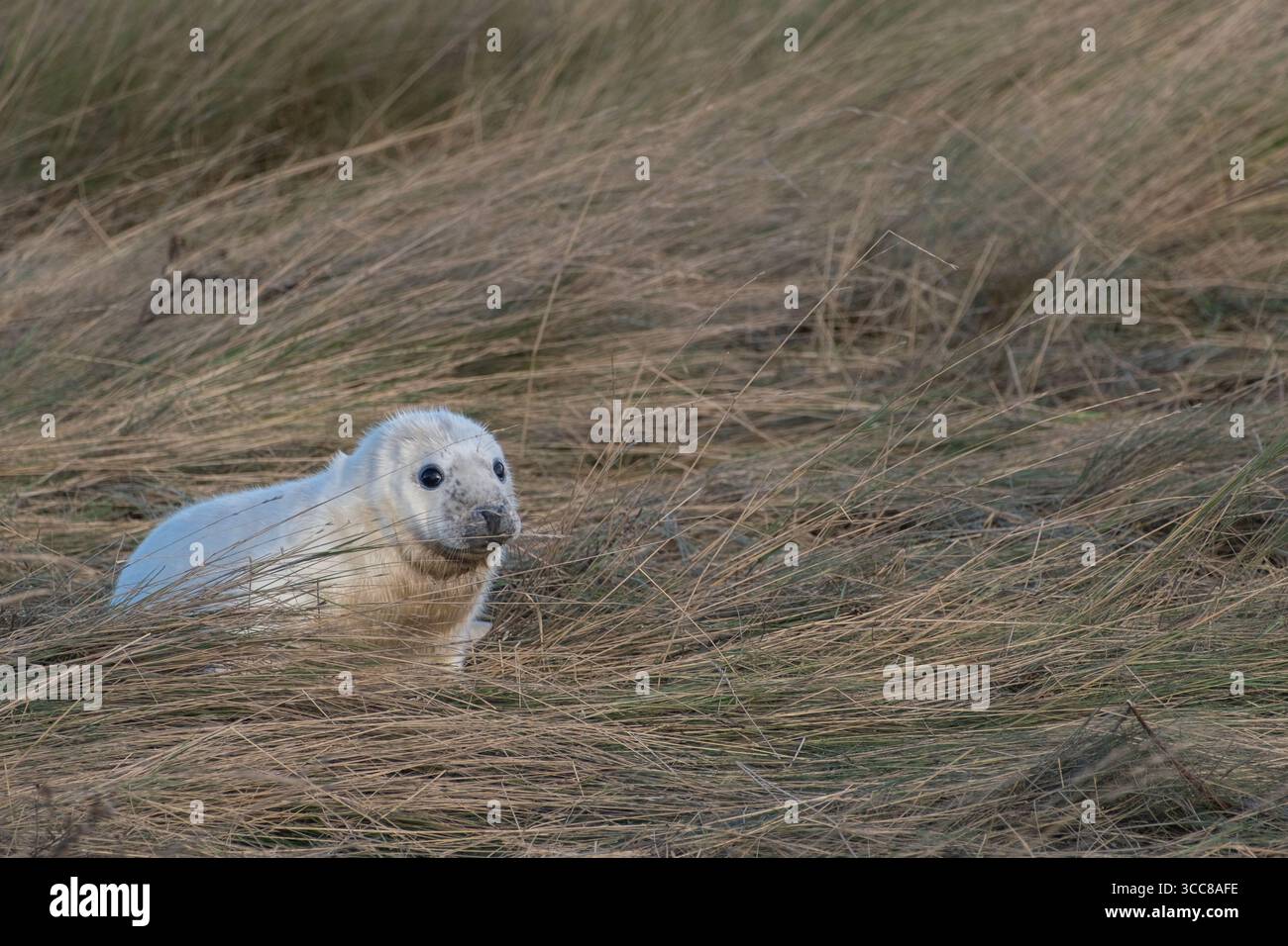 Chiot phoque blanc à Donna Nook, dans une dune de sable Banque D'Images
