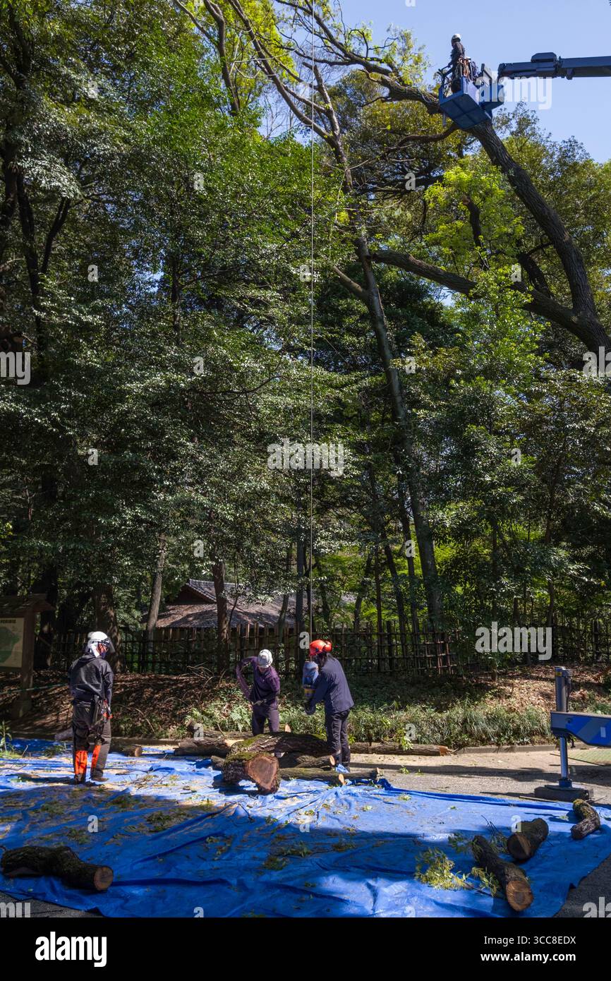Hommes taillant des arbres sur le terrain du sanctuaire shinto Meiji Jingu, Yoyogikamizonocho, Shibuya City, Tokyo, Kantō, Honshu, Japon Banque D'Images