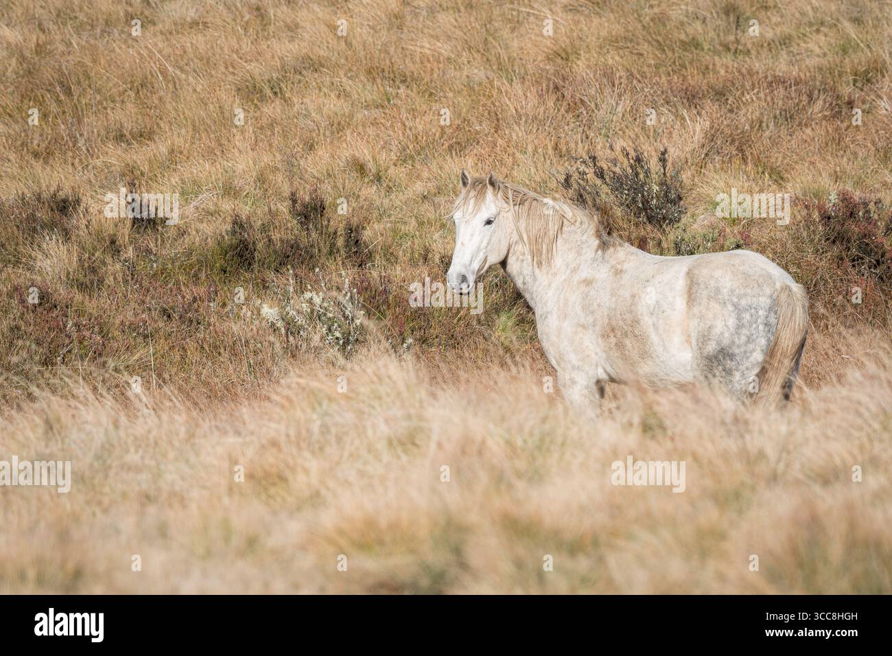 Un majestueux étalon blanc brumby se tient dans de longues herbes sur la voie alpine en Australie en gardant un œil sur ses juments et sur toutes les menaces ou défis possibles. Banque D'Images