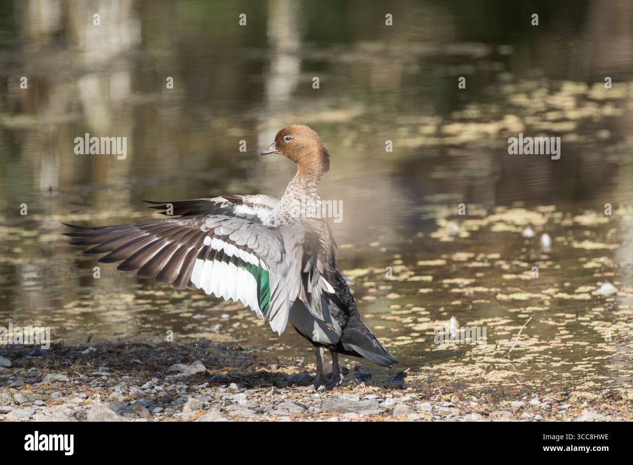 Un canard australien mature ou canard managé se dresse sur les rives de la rivière Gwydir affichant ses ailes. Banque D'Images