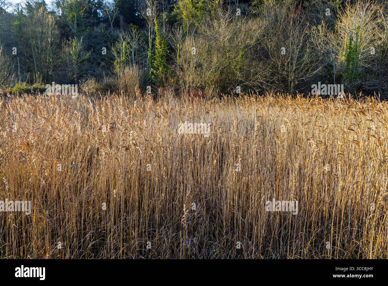 Grands roseaux bruns dans un lit de roseaux au WWT Arundel Wetland Centre, West Sussex, Angleterre en hiver Banque D'Images