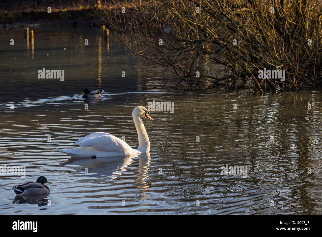 Un cygne muet (Cygnus olor) avec un reflet ondulé nage avec des canards dans un étang du WWT Arundel Wetland Centre, West Sussex, Angleterre en hiver Banque D'Images