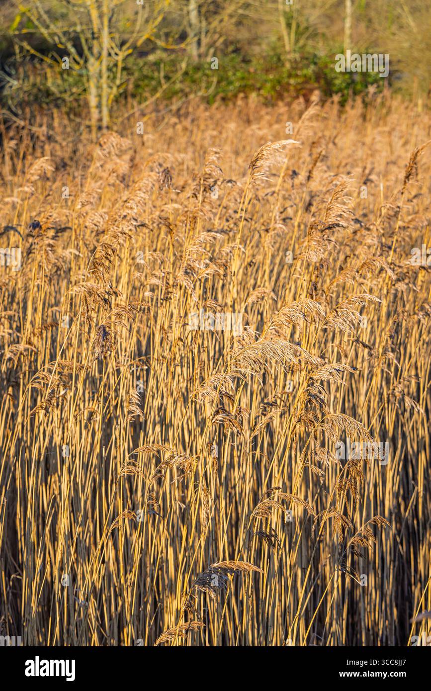 Grands roseaux bruns dans un lit de roseaux au WWT Arundel Wetland Centre, West Sussex, Angleterre en hiver Banque D'Images