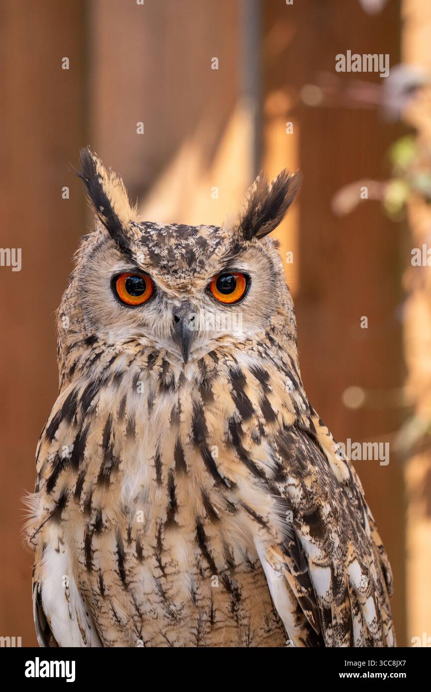 Portrait frontal Eurasian Eagle-Owl avec yeux orange Banque D'Images
