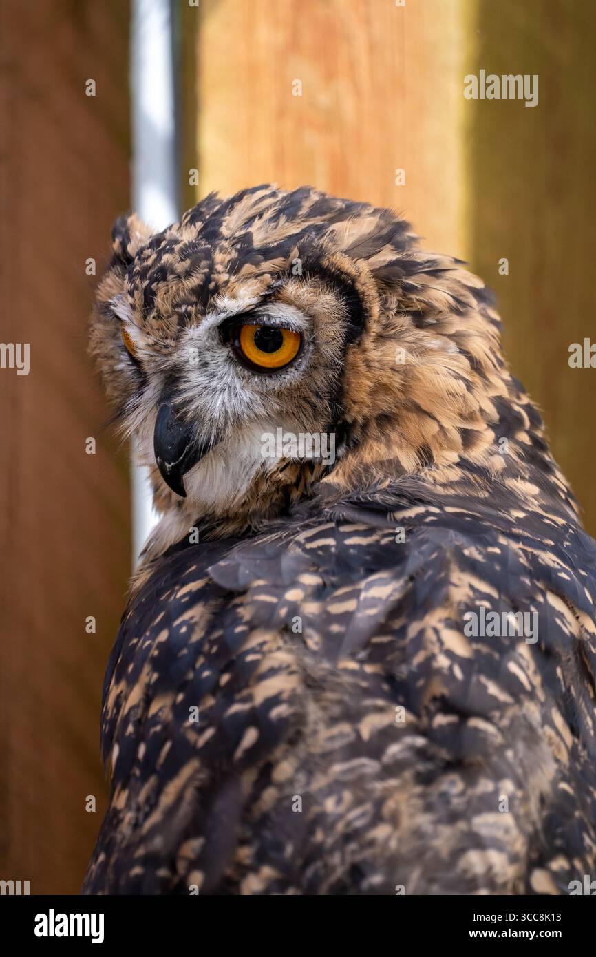 Gros plan Eurasian Eagle-Owl avec Orange Eye Banque D'Images
