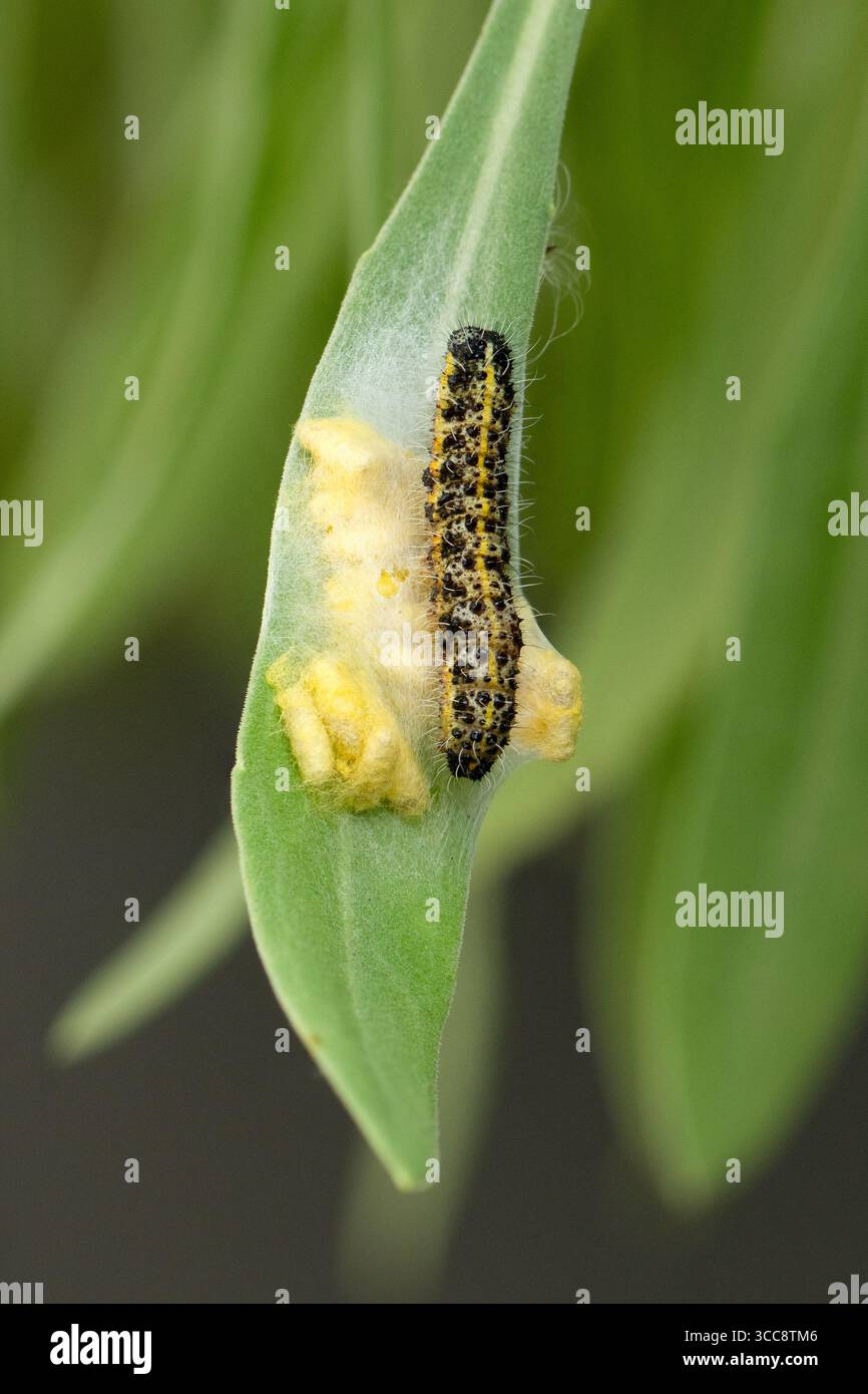 Grosse chenille blanche de chou pieris brassicae - parasitée par la guêpe parasite cotesia glomerata gardant le groupe de cocons de guêpes - royaume-uni Banque D'Images
