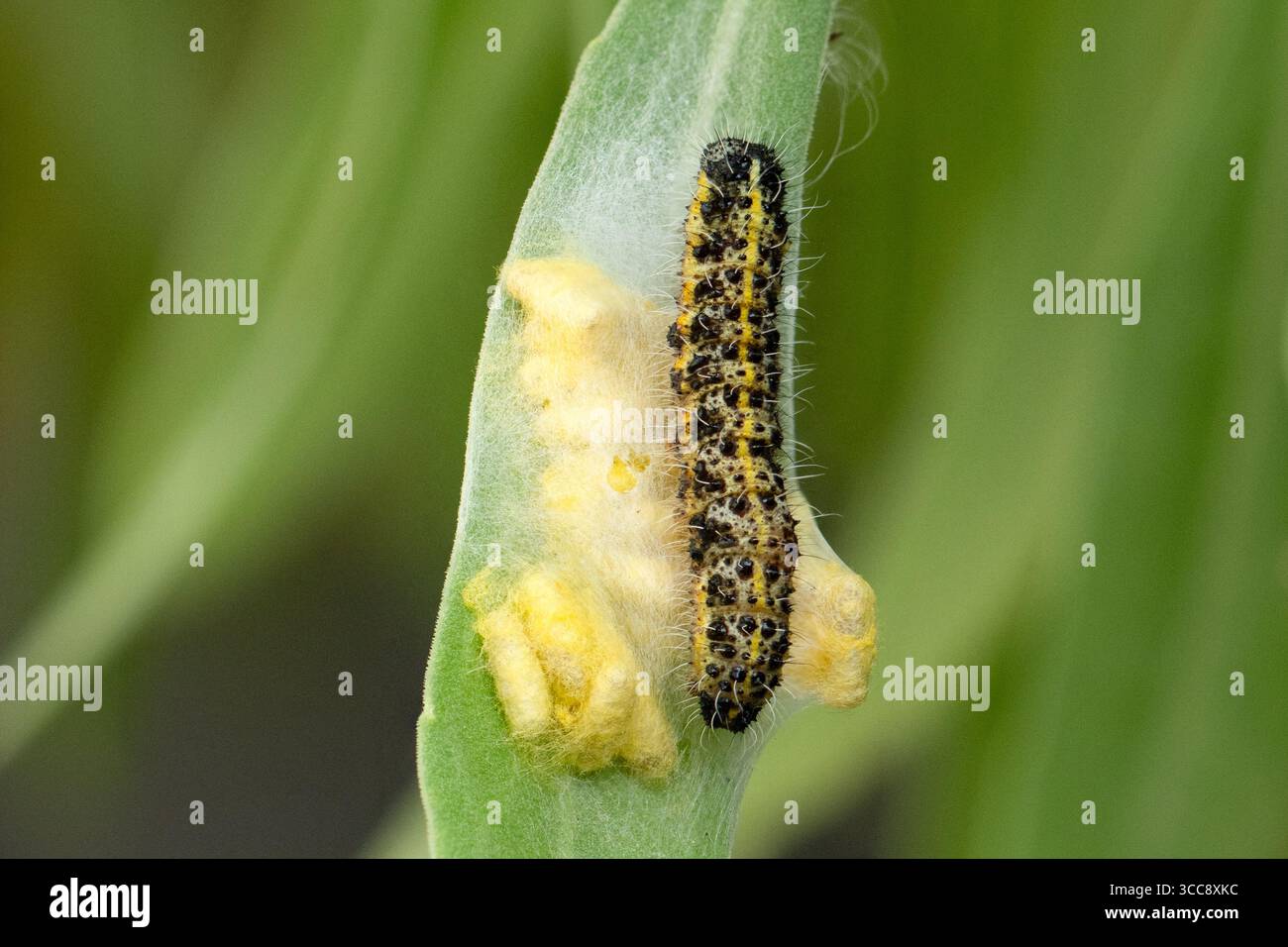 Grosse chenille blanche de chou pieris brassicae - parasitée par la guêpe parasite cotesia glomerata gardant le groupe de cocons de guêpes - royaume-uni Banque D'Images