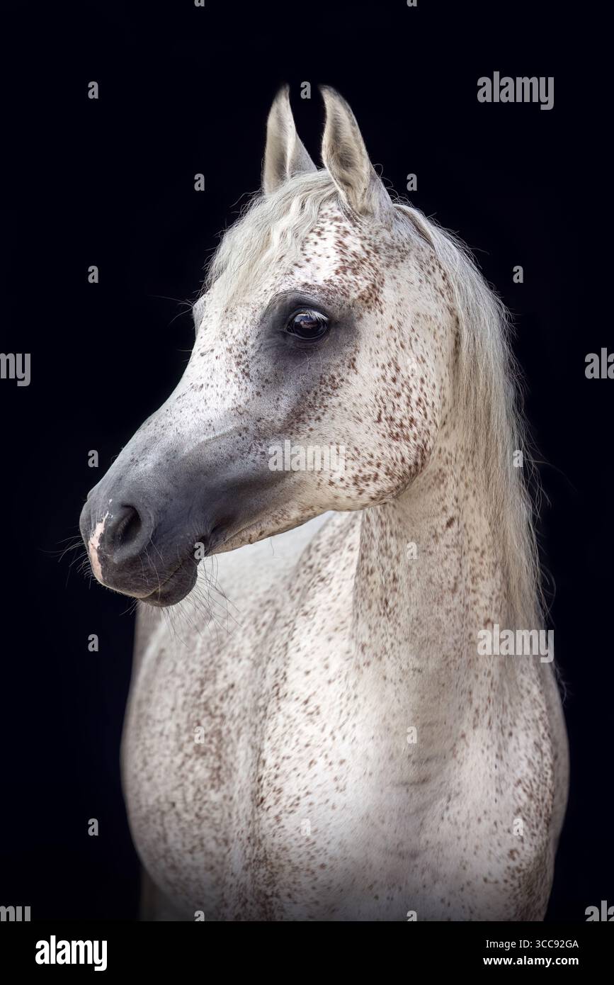 Jument de cheval arabe avec la couleur de manteau blanc rouge roan sur fond noir - élégant tir noir de cheval Banque D'Images