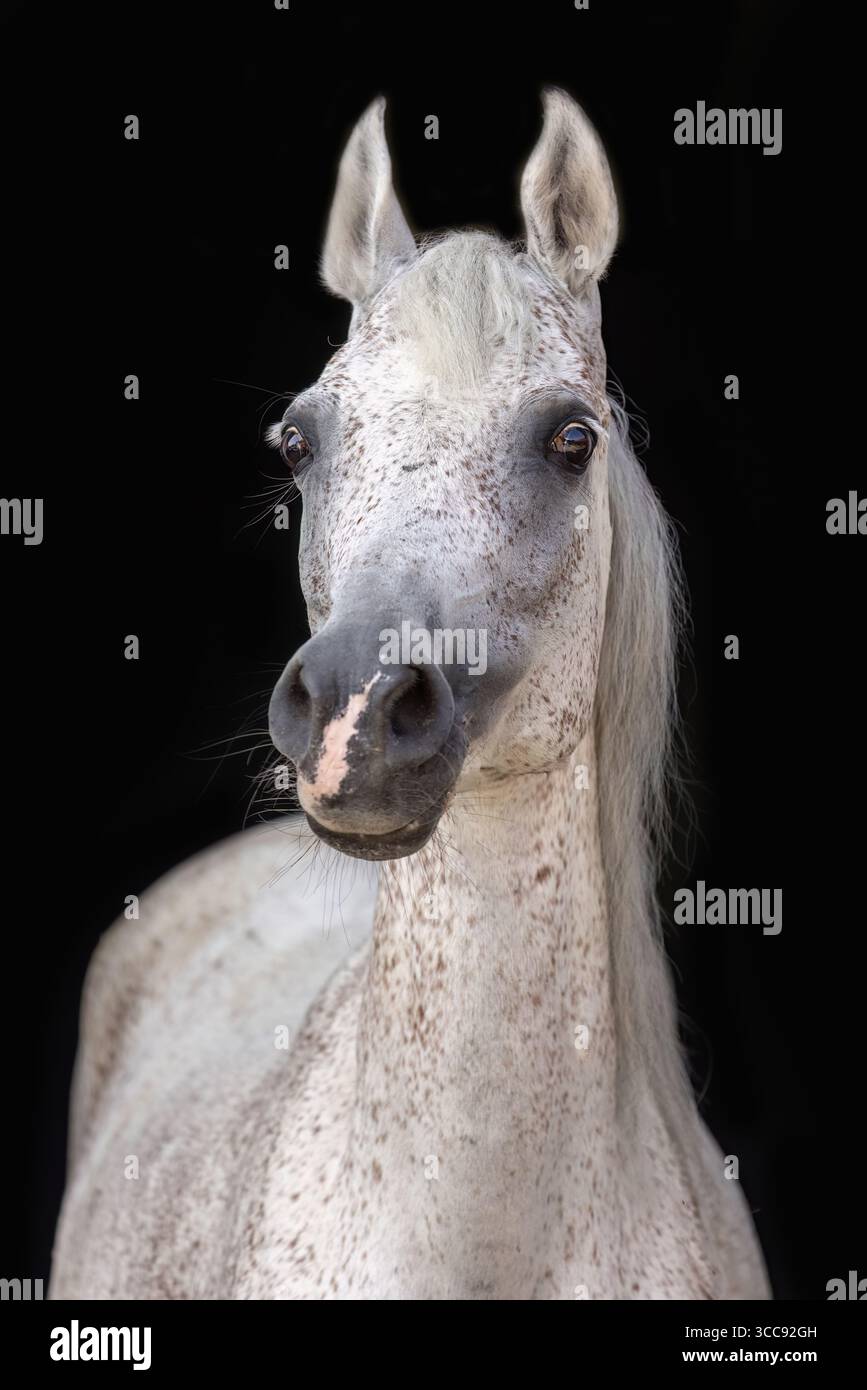 Jument de cheval arabe avec la couleur de manteau blanc rouge roan sur fond noir - élégant tir noir de cheval Banque D'Images
