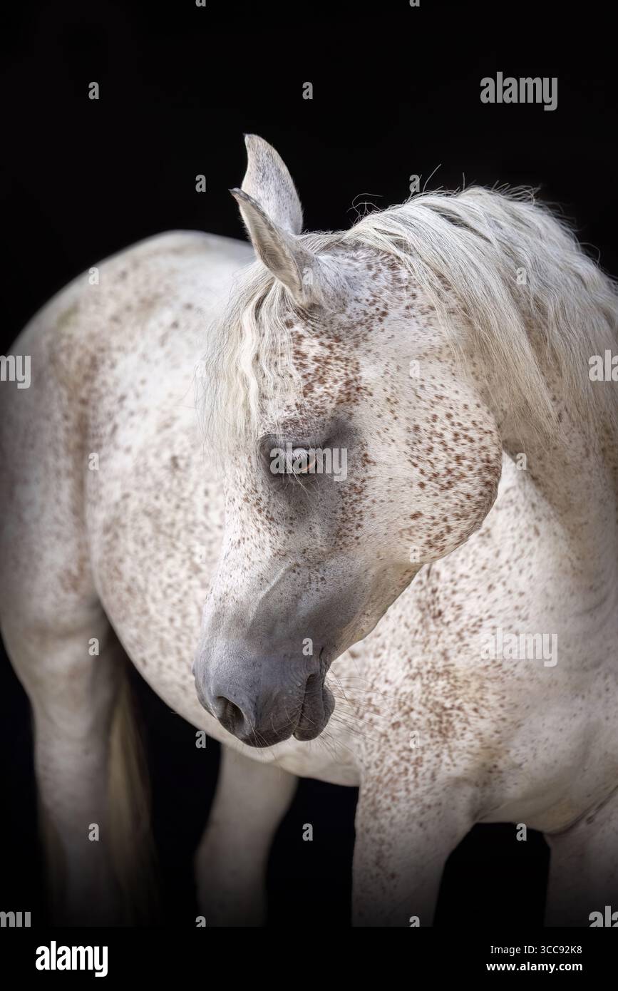 Jument de cheval arabe avec la couleur de manteau blanc rouge roan sur fond noir - élégant tir noir de cheval Banque D'Images