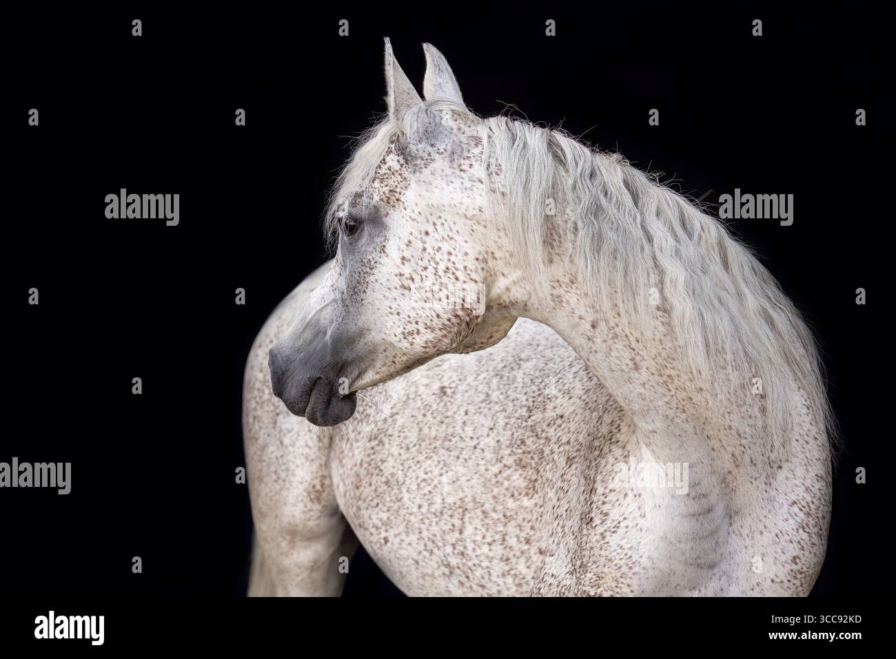 Jument de cheval arabe avec la couleur de manteau blanc rouge roan sur fond noir - élégant tir noir de cheval Banque D'Images